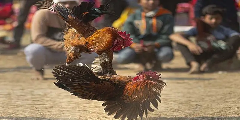 Màu mạng gà đá có tác dụng gì?